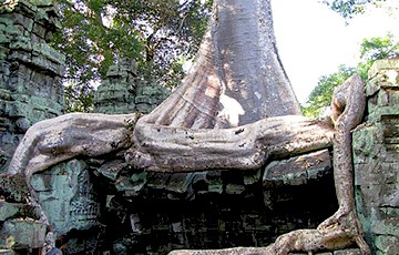 Ta Prohm - Jungle Temple